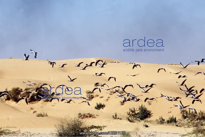 : DEMOISELLE CRANES - in flight over desert : DEMOISELLE CRANES - in flight over desert