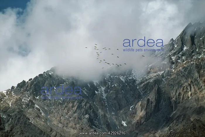 : Demoiselle Cranes - in flight over Himalayas : Demoiselle Cranes - in flight over Himalayas