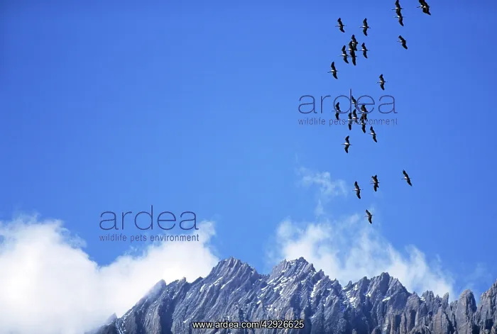 : DEMOISELLE CRANES - In flight, over mountains : DEMOISELLE CRANES - In flight, over mountains