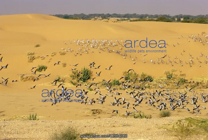 : Demoiselle Cranes - flock in the desert : Demoiselle Cranes - flock in the desert