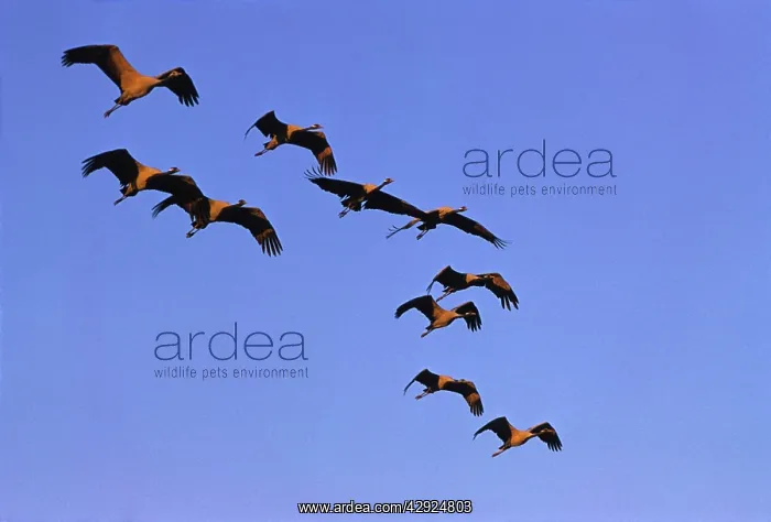 : Demoiselle Cranes in flying formation : Demoiselle Cranes in flying formation