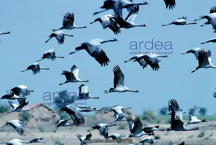 : Demoiselle Cranes - India