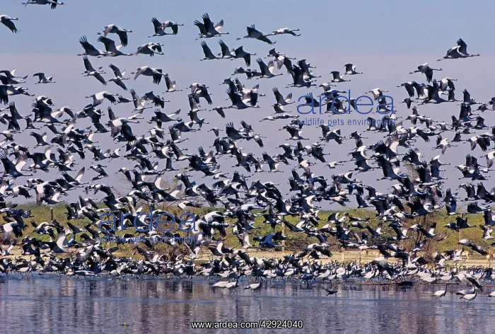 : Demoiselle Cranes - taking-off from a village pond : Demoiselle Cranes - taking-off from a village pond