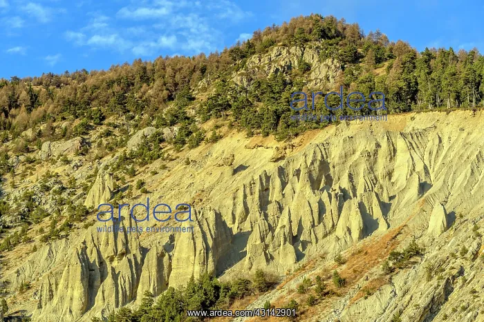 : The Demoiselles of Merdane, Region of Guillestre : The Demoiselles of Merdane, Region of Guillestre