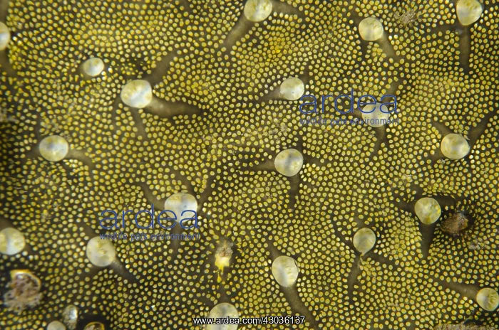 : Demosponge - Maulana Jetty dive site, Bandanaira : Demosponge - Maulana Jetty dive site, Bandanaira