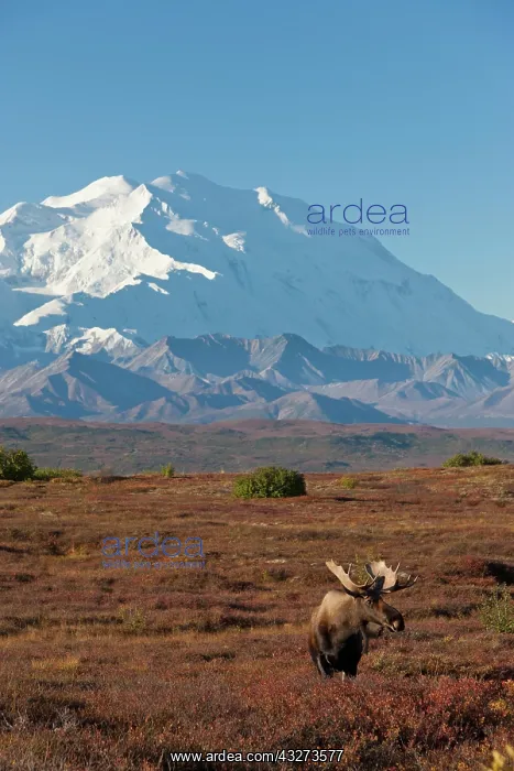 : Denali National Park, Alaska, a bull moose : Denali National Park, Alaska, a bull moose
