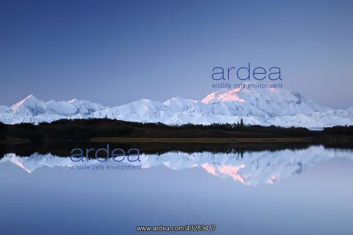 : Denali, reflected in Reflection Pond, also know : Denali, reflected in Reflection Pond, also know