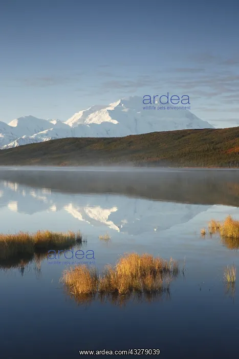 : Denali, reflected in Wonder Lake, also known as : Denali, reflected in Wonder Lake, also known as