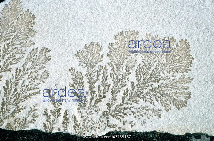 : Dendrites. Sandstone with iron oxide dendrites, from Molesworth, Tasmania, Australia
