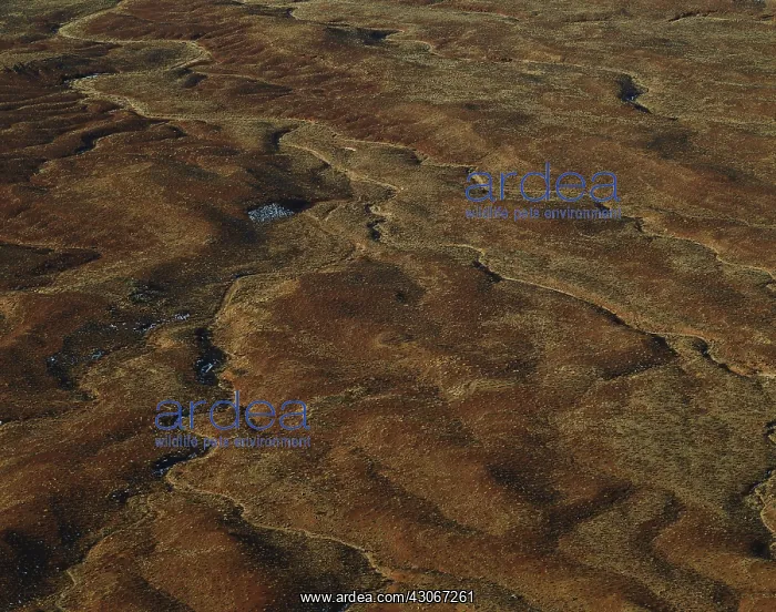 : Dendritic Stream Pattern, Utah : Dendritic Stream Pattern, Utah