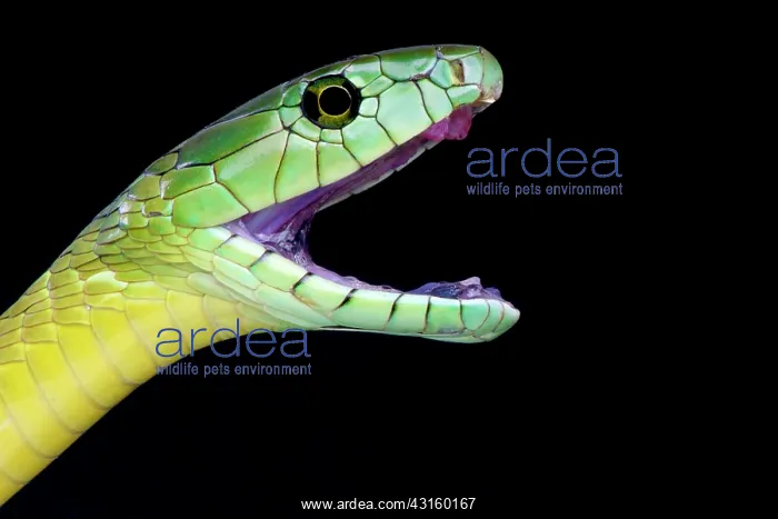 : Dendroaspis jamesoni kaimosae : Dendroaspis jamesoni kaimosae