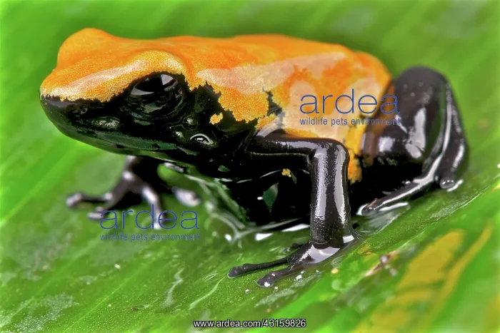 : Dendrobates galactonotus Adelphobates galactonotu : Dendrobates galactonotus Adelphobates galactonotu