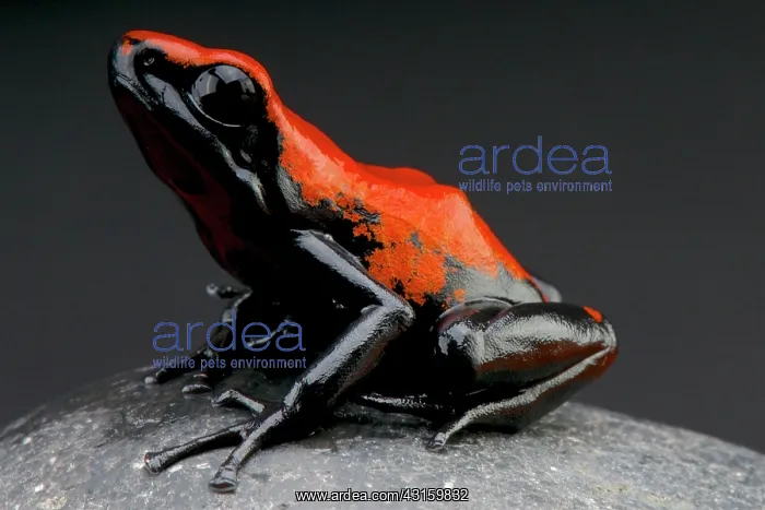 : Dendrobates galactonotus Adelphobates galactonotu : Dendrobates galactonotus Adelphobates galactonotu