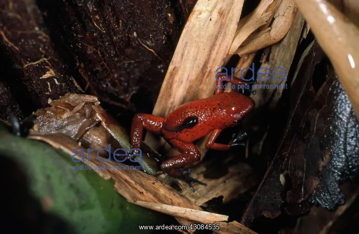 : Dendrobates pumilio with tadpole on back : Dendrobates pumilio with tadpole on back