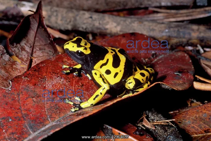 : Dendrobatid Poison Dart Frog : Dendrobatid Poison Dart Frog