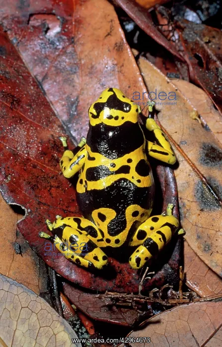 : Dendrobatid Poison Dart Frog : Dendrobatid Poison Dart Frog
