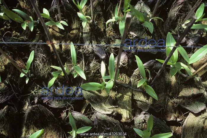 : Dendrobium orchids in a nursery : Dendrobium orchids in a nursery