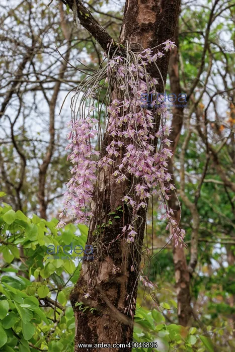 : Dendrobrium aphyllum, Orchid: Foxtail : Dendrobrium aphyllum, Orchid: Foxtail