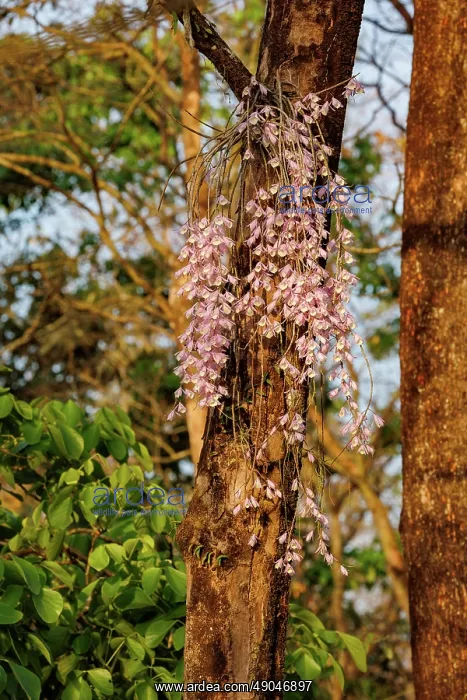 : Dendrobrium aphyllum, Orchid: Foxtail : Dendrobrium aphyllum, Orchid: Foxtail