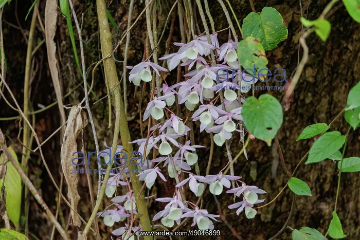 : Dendrobrium aphyllum, Orchid: Foxtail : Dendrobrium aphyllum, Orchid: Foxtail