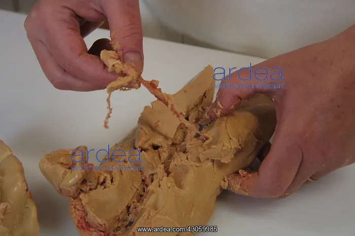 : Denervation of Duck Foie Gras : Denervation of Duck Foie Gras