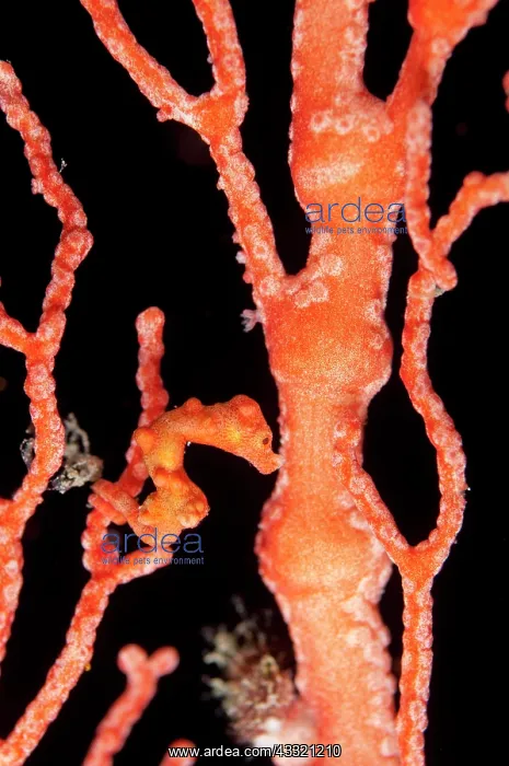 : Denise's Pygmy Seahorse - on coral fan : Denise's Pygmy Seahorse - on coral fan