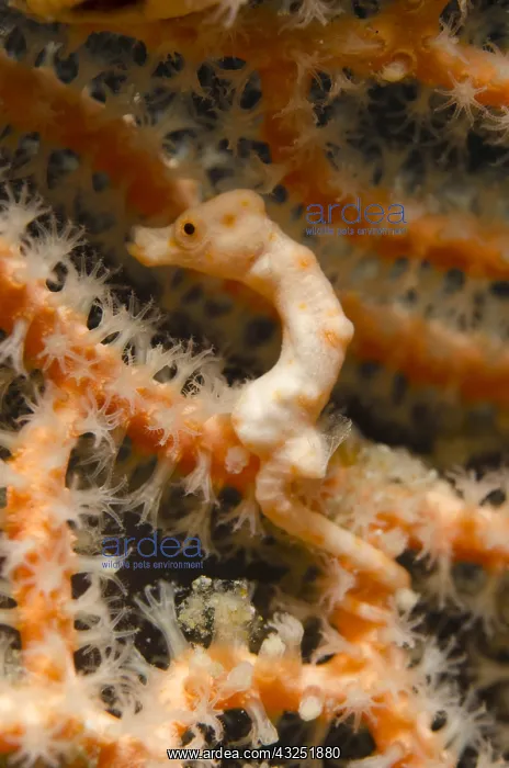 : Denise's Pygmy Seahorse - on sea fan - Whale : Denise's Pygmy Seahorse - on sea fan - Whale