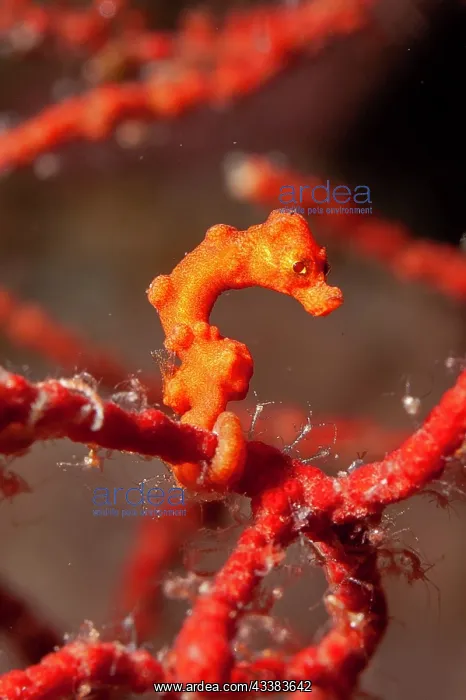 : Denise's Pygmy Seahorse and Skeleton Shrimps : Denise's Pygmy Seahorse and Skeleton Shrimps