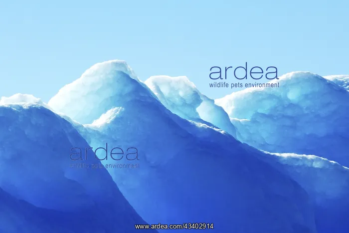 : Denmark, Greenland, blue ice, ice landscape, Greenland : Denmark, Greenland, blue ice, ice landscape, Greenland