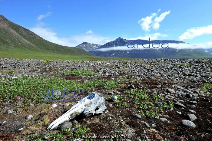 : Denmark. Greenland. Disko Island. Skull of whale : Denmark. Greenland. Disko Island. Skull of whale
