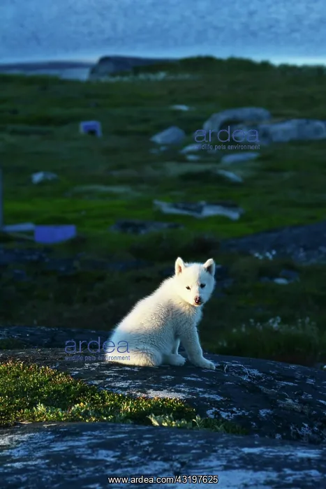 : Denmark. Greenland. West coast. Disko Island. Young : Denmark. Greenland. West coast. Disko Island. Young