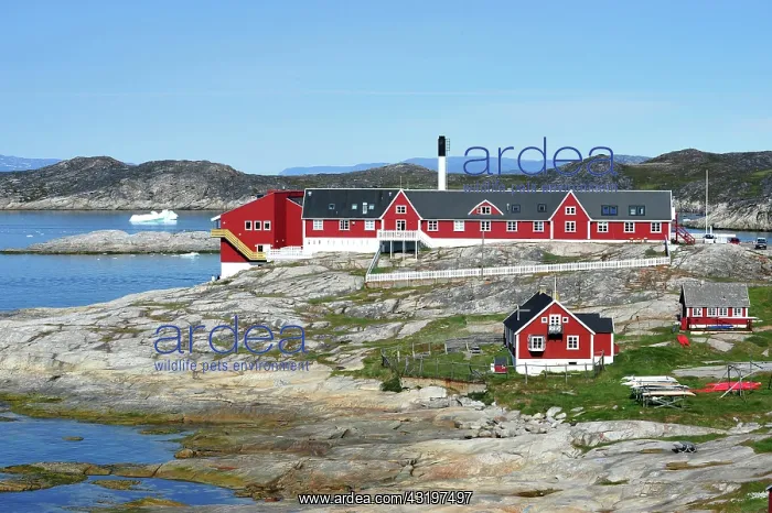 : Denmark. Greenland. West coast. Colorfull houses : Denmark. Greenland. West coast. Colorfull houses