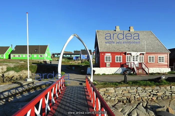  : Denmark. Greenland. West coast. Disko Island. The