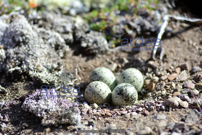 : Denmark. Greenland. West coast. Disko Island. Nest : Denmark. Greenland. West coast. Disko Island. Nest