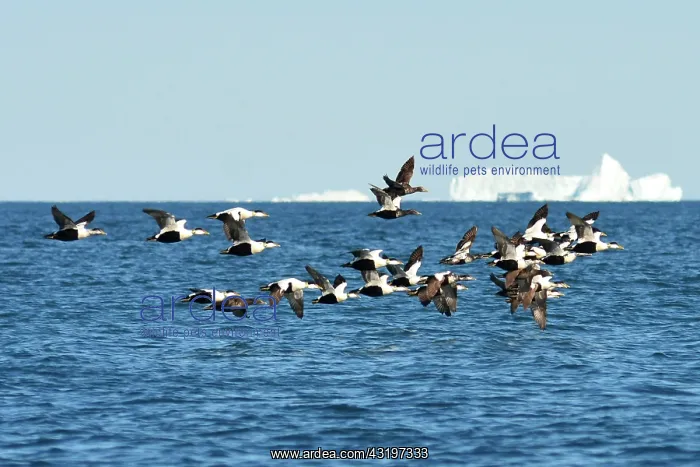 : Denmark. Greenland. West coast. Eiders flying among : Denmark. Greenland. West coast. Eiders flying among