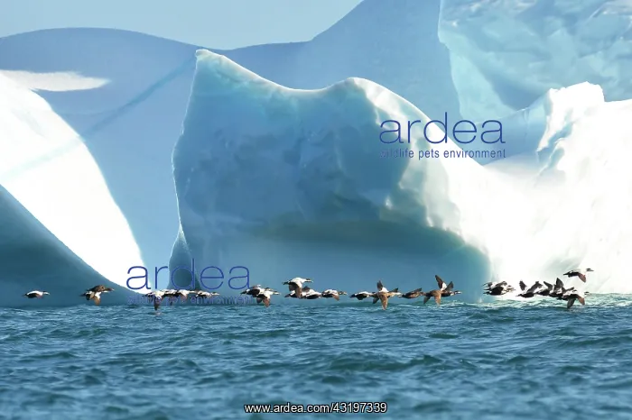 : Denmark. Greenland. West coast. Eiders flying among : Denmark. Greenland. West coast. Eiders flying among