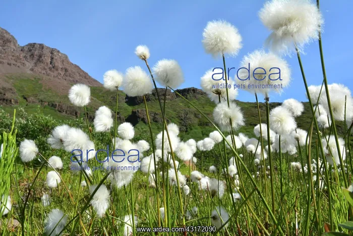 : Denmark. Greenland. West coast. Field of cottongrass : Denmark. Greenland. West coast. Field of cottongrass