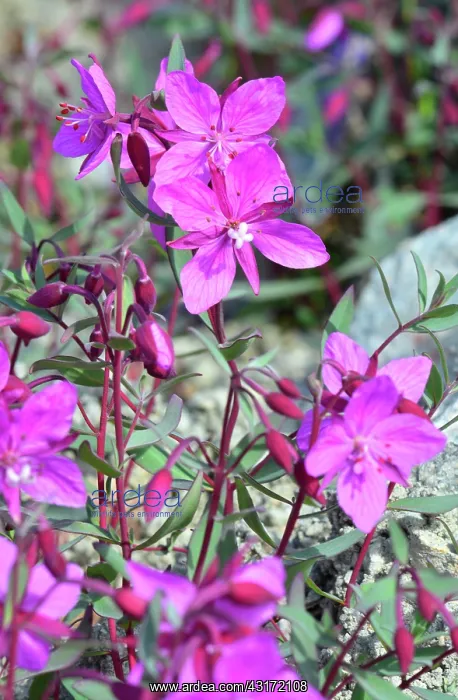 : Denmark. Greenland. West coast. The Fireweed is : Denmark. Greenland. West coast. The Fireweed is