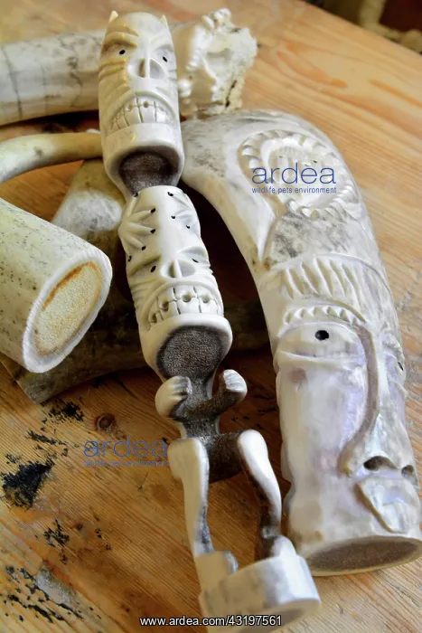 : Denmark. Greenland. West coast. Head of some inuit : Denmark. Greenland. West coast. Head of some inuit