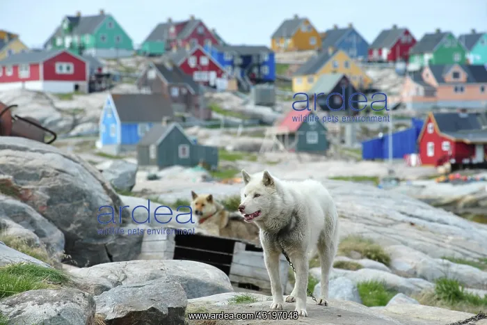 : Denmark. Greenland. West coast. Sled dogs in the : Denmark. Greenland. West coast. Sled dogs in the