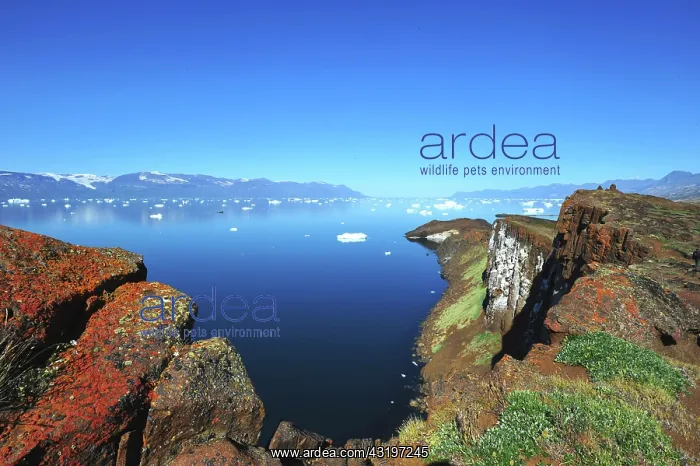 : Denmark. Greenland. West coast. Trek upon the cliffs : Denmark. Greenland. West coast. Trek upon the cliffs