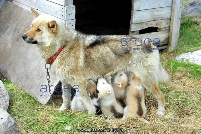 : Denmark. Greenland. West coast. The village of Aasiaat : Denmark. Greenland. West coast. The village of Aasiaat