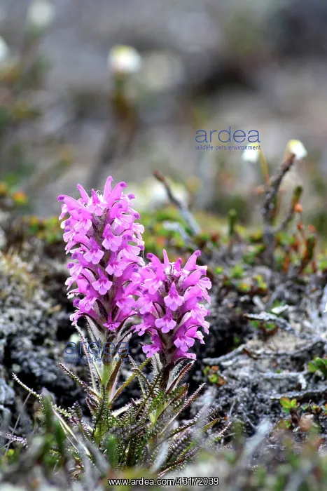 : Denmark. Greenland. West coast. Woolly lousewort : Denmark. Greenland. West coast. Woolly lousewort