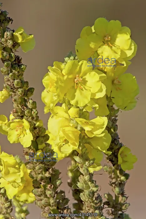 : Dense-flowered Mullein : Dense-flowered Mullein