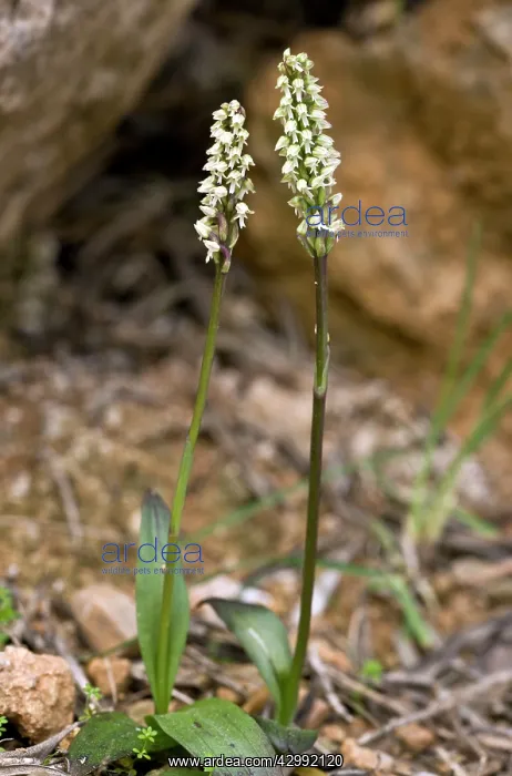 : Dense-flowered Orchid : Dense-flowered Orchid