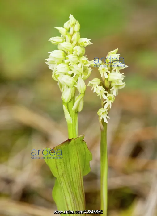 : Dense-flowered Orchids / Mediterranean Orchid : Dense-flowered Orchids / Mediterranean Orchid