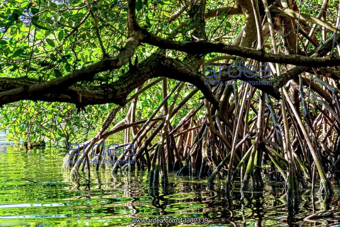  : Dense mangrove vegetation with its trees and roots