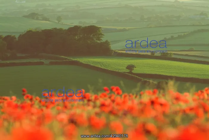 : Dense out-of-focus Poppies in cereal crop, Devon : Dense out-of-focus Poppies in cereal crop, Devon