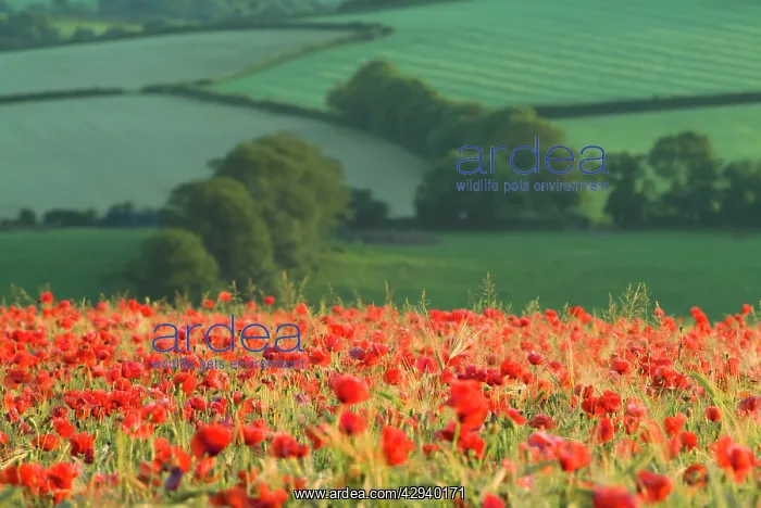 : Dense Poppies in cereal crop, Devon, agricultural : Dense Poppies in cereal crop, Devon, agricultural