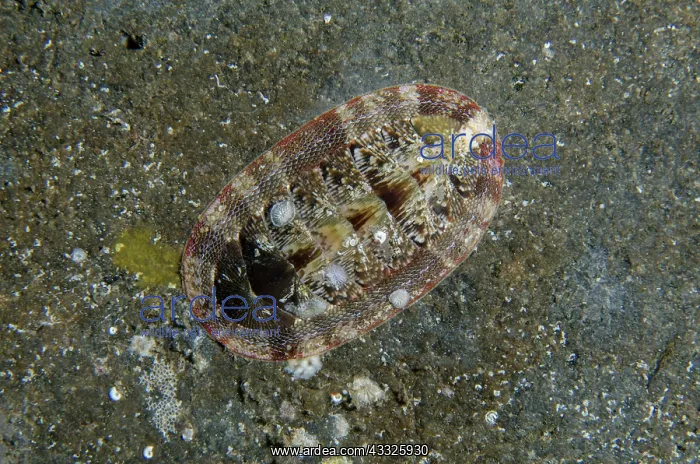 : Densilirata Chiton - Coral Garden dive site, Tulamben : Densilirata Chiton - Coral Garden dive site, Tulamben